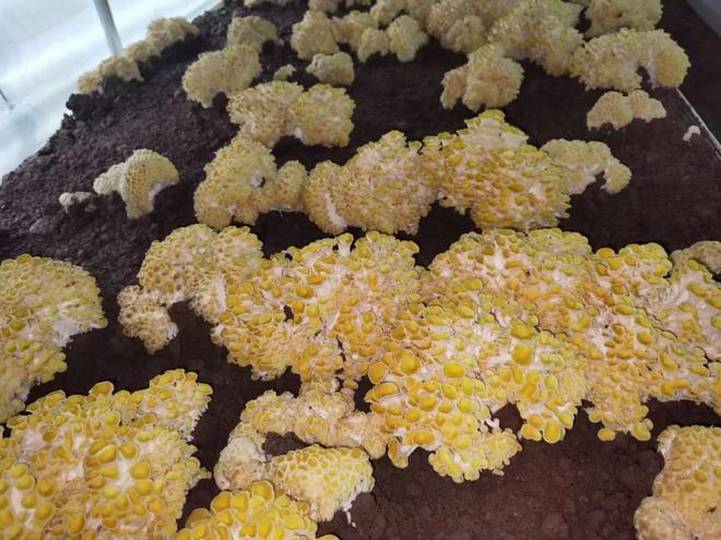 八大赛道才聚徽州！第三届中国黄山迎客松杯创意创新创业大赛总决赛项目展示来了（一）(图5)