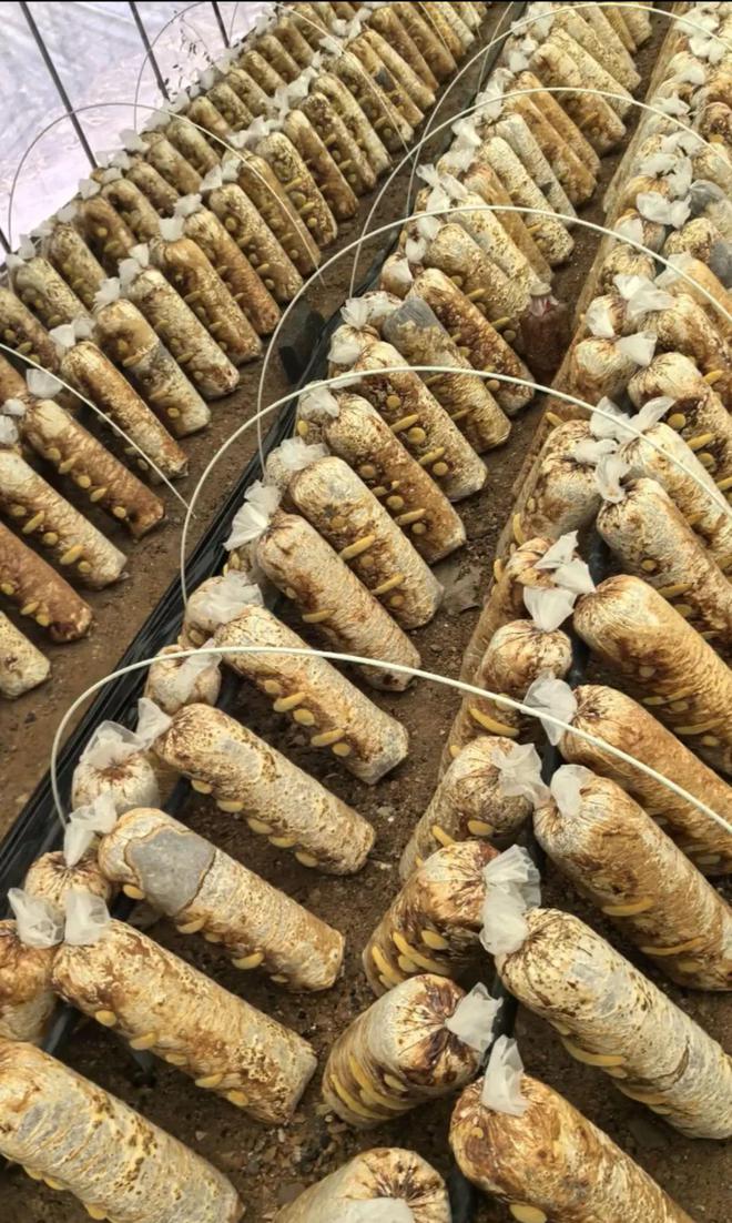 八大赛道才聚徽州！第三届中国黄山迎客松杯创意创新创业大赛总决赛项目展示来了（一）(图4)